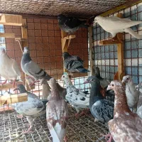 کبوتر دسته جوجه پلاکی 31تایی
