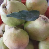 میوه ی به