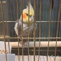 عروس هلندی خاکستری نر سخنگو ، ۲ عدد|پرنده|تهران, سردارجنگل|دیوار