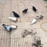 دونه ۴۰۰