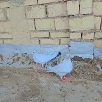 ‌کفتر|پرنده|خرمشهر, |دیوار