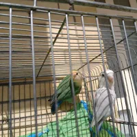 طوطی برزیلی|پرنده|شیراز, سجادیه|دیوار