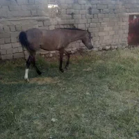 کره نریان کرد