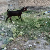 بز پاکستانی