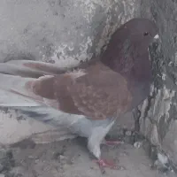 کبوتر های سرحال|پرنده|نقده, |دیوار