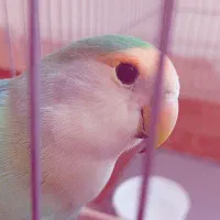 طوطی کوتوله برزیلی|پرنده|چهارباغ, |دیوار