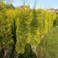 فروش ویژه درخت کاج لاوسون سطل ۱۲ارتفاع۱۷۰ب بالا