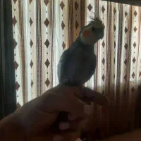 عروس سخنگو نر دستی