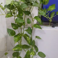 گل آپارتمانی|گل و گیاه طبیعی|بندر گناوه, |دیوار