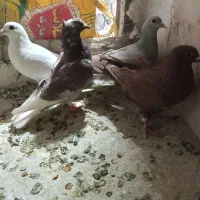 چهارعددحیون نرپرشی