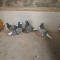 کبوتر مایه پرش سنگین