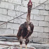 لاری