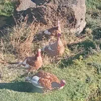 بوقلمون بوربون طبیعی|حیوانات مزرعه|اردبیل, |دیوار