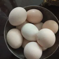 تخم مرغ لاری نطفه دار اصیل درجه یک
