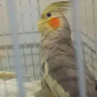 عروس هلندی ماده|پرنده|سیرجان, |دیوار