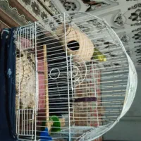 قفس بزگ  با تمام وسایل