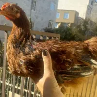 حیوان خانگی