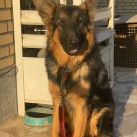 توله سگ ژرمن شپرد