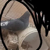زاغ دم سفید