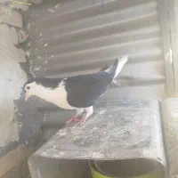 کبوتر .کفتر .پرنده|پرنده|مشهد, فرودگاه|دیوار