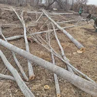 خریدارچوب|خدمات باغبانی و درختکاری|میانه, |دیوار