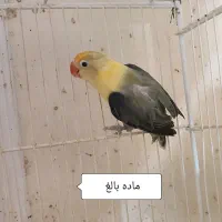 فروش تعدادی طوطی برزیلی پاربلو اپلاین نرو ماده|پرنده|شیراز, شهرک گلستان|دیوار