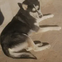 واگذاری هاسکی