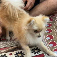 قیمت ۱۳|سگ|بند زرک, |دیوار