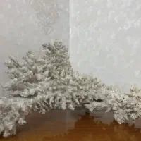 مرجان اصل دریایی آکواریوم