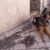 فروش سگ ژرمن  اصل به شرط اول دیدن