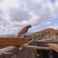 کبوتر