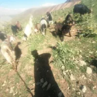 بزبا بزغاله