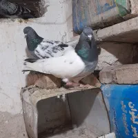 کبوتر باش رهلی