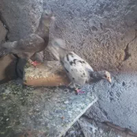 کبوتر