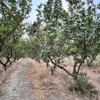 باغچه شهرکی سنددار تهاتر با واحدو خودرو/مالک معتبر|فروش زمین و ملک کلنگی|محمدشهر, ولدآباد|دیوار