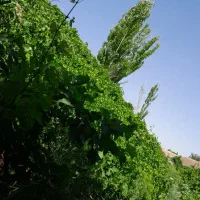 قلمه انگور|خوردنی و آشامیدنی|مشهد, فرخد|دیوار