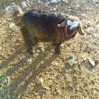 بیگ|حیوانات مزرعه|ایذه, |دیوار