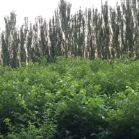 نهال دوساله دسته بیلی و دسته طی|گل و گیاه طبیعی|میاندوآب, |دیوار