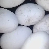 تخم غاز