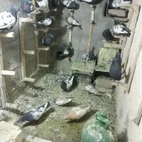 کبوتر سینه سیاه سرسیاه