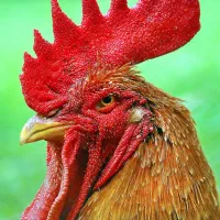 فروش مرغ و خروس محلی