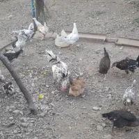 مرغ لری و گلین|حیوانات مزرعه|داران, |دیوار