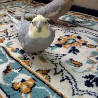 یک جفت عروس هلندی