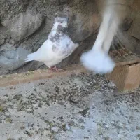 جفت کفتر کله سرخ کلاهی|پرنده|بافت, |دیوار