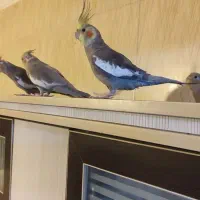 چهار تا عروس هلندی رودان