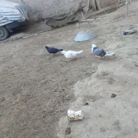 ۳عددکبوتر|پرنده|ابهر, |دیوار