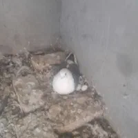 کفتر|پرنده|سیرجان, |دیوار