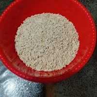 بذر یا دانه خیار محلی جهت کاشتن|گل و گیاه طبیعی|رشت, حمیدیان|دیوار