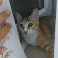 نیازمند سرپرست آگاه و دلسوز