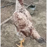 ماده مرغ خ ر ی